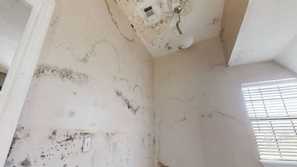 Best Mold Odor Removal Services  in Norwood, OH