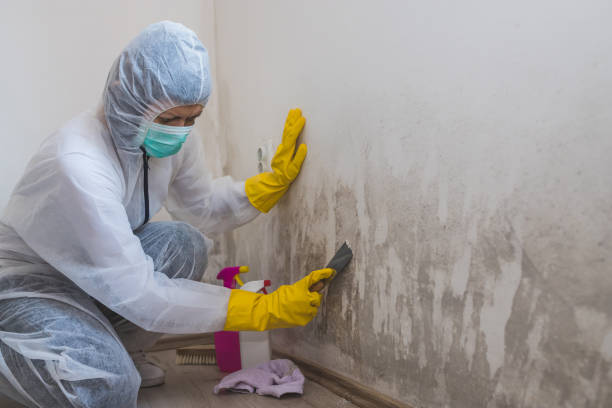 Best Emergency Mold Remediation  in Norwood, OH