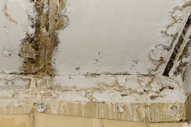 Best Asbestos and Lead Testing During Mold Inspection  in Norwood, OH