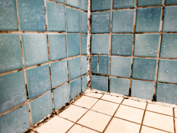 Mold Remediation for Vacation Homes in Norwood, OH