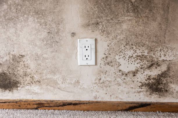 Best Crawl Space Mold Remediation  in Norwood, OH