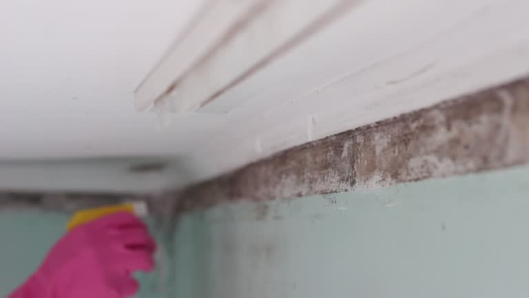 Best Commercial Mold Inspection  in Norwood, OH